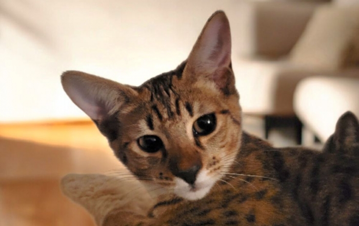 Photoroom-20251215_002054300