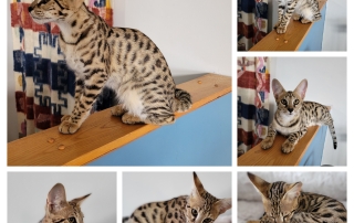 20221123_142827-COLLAGE (1)