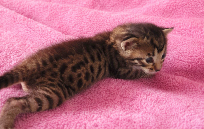 Chaton2 -femelle.jpg