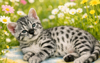 Copilot 20260815