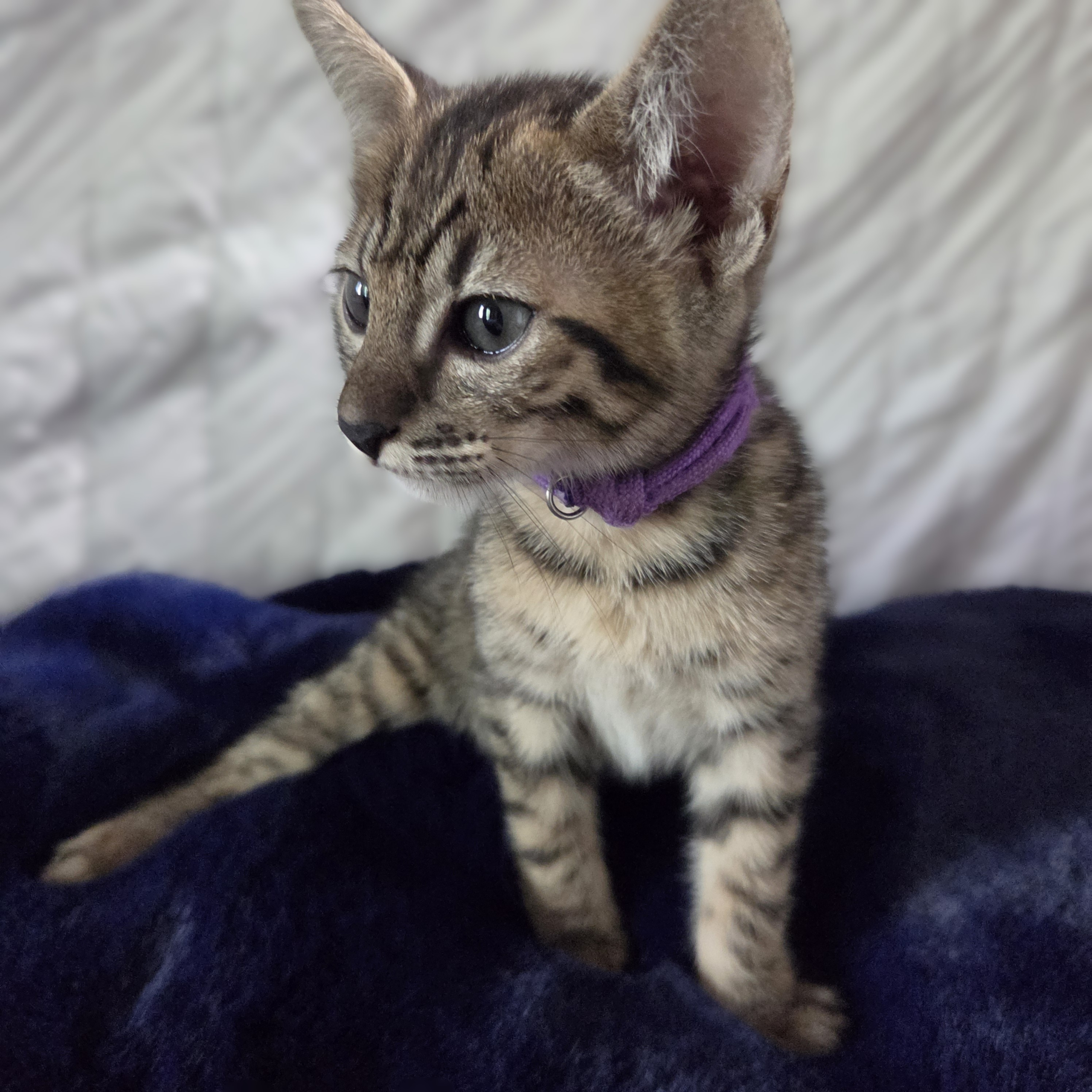 Collier mauve 1 (9)